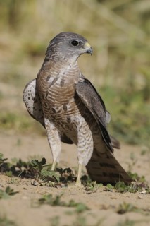 Levant Sparrowhawk (Accipiter brevipes) female, Eilat, Israel