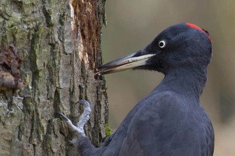 Black Woodpecker (Dryocopus martius) female, Saxony, Germany