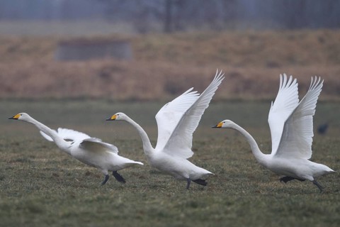 Whooper Swan (Cygnus cygnus) group taking flight, North Rhine-Westphalia, Germany