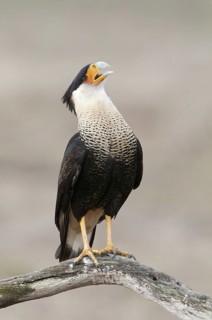 Northern Crested Caracara (Caracara cheriway), Texas, USA