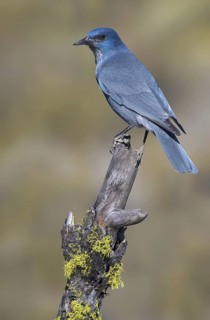Pinyon Jay (Gymnorhinus cyanocephalus), Oregon, USA