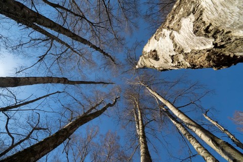 Primeval forest Urwald Sababurg, Hofgeismar, Weser Uplands, Weserbergland, Hesse, Germany