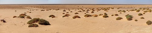 Vast desert landscape with scattered bushes under a clear sky, The endless landscape of the Sahara