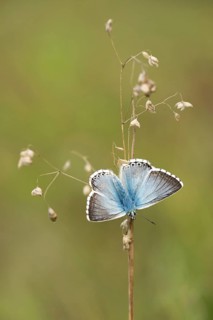 Bleek blauwtje, Chalk-hill Blue, Polyommatus coridon