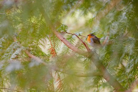 European robin (Erithacus rubecula) perched among dense pine branches with soft green background,