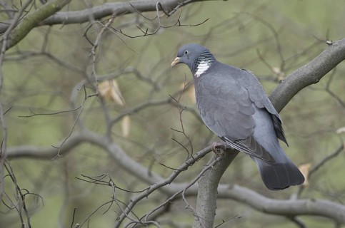 Common Wood Pigeon (Columba palumbus), Saxony, Germany