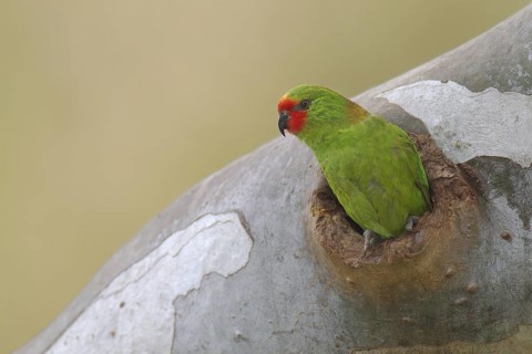 Little Lorikeet (Parvipsitta pusilla) female, Victoria, Australia