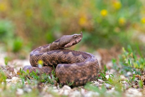 Horned viper, sand viper, sand adder, (Vipera ammodytes), family of vipers, Muselievo, Muselievo,