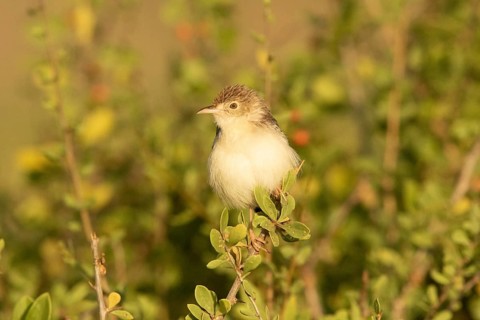 Ashy Cisticola (Cisticola cinereolus), Samburu, Kenya