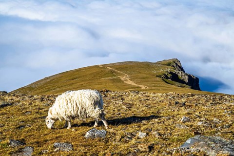 Sheeps on Snowdon Massif, Snowdon Range, Snowdonia, North Wales, UK