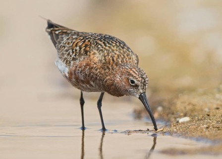 Curlew Sandpiper (Calidris ferruginea) foraging, Bulgarien