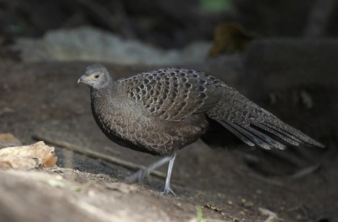 Grey Peacock-Pheasant (Polyplectron bicalcaratum) female, Mae Wong, Thailand