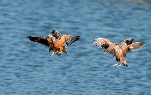 Burchell's sandgrouse (Pterocles burchelli) in flight, Savuti, Chobe Nationalpark, Botswana