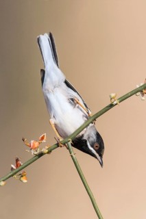 Rüppell's Warbler (Sylvia ruppeli) male, Eilat, Israel