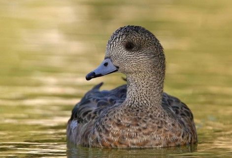 American Wigeon (Mareca americana) female, Arizona, USA