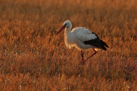 A white stork gracefully walks through a sunlit grassy field during sunset. The warm tones of the
