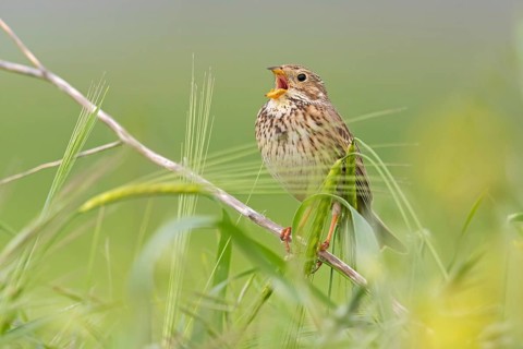 Grauammer, Corn Bunting, Miliaria calandra, Emberiza calandra, Bruant proyer, Triguero