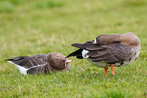 Greater White-fronted Goose (Anser albifrons), North Rhine-Westphalia, Germany