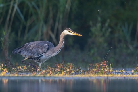 Grey Heron (Ardea cinerea) foraging, North Rhine-Westphalia, Germany