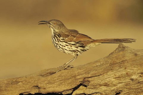 Long-billed Thrasher (Toxostoma longirostre), Texas, USA