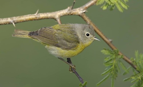 Nashville Warbler (Leiothlypis ruficapilla), Texas, USA