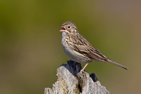 Vesper Sparrow (Pooecetes gramineus) singing, Michigan, USA