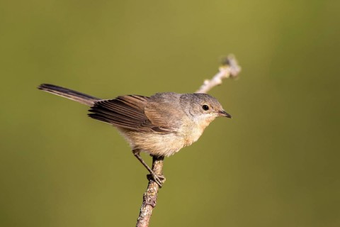 Subalpine Warbler (Sylvia cantillans) female perched on a branch, Castile and Leon, Spain