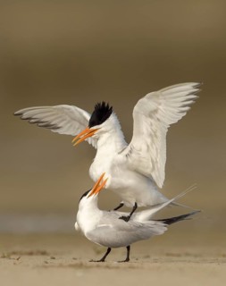 Royal Tern (Thalasseus maximus) pair mating, Texas, USA