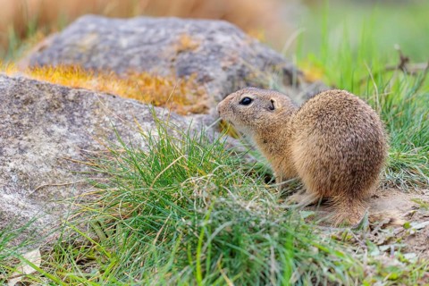 A fully grown ground squirrel (Spermophilus citellus) sits in a green meadow on a cloudy day,