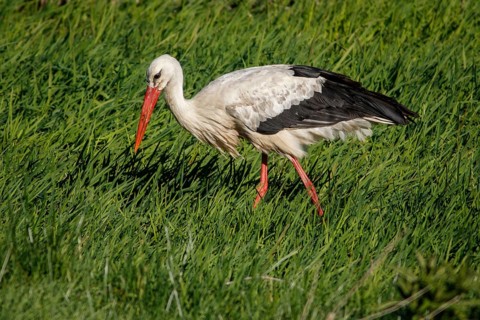 White Stork (Ciconia ciconia), on field, Galicia, Spain