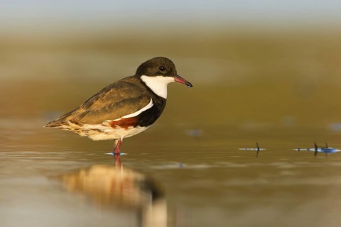 Red-kneed Dotterel (Erythrogonys cinctus), Victoria, Australia