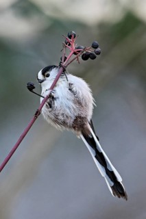 Long-tailed Tit (Aegithalos caudatus), eating fruit, Switzerland