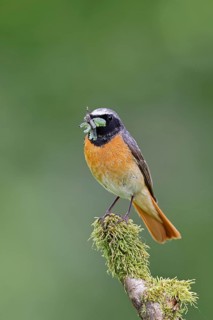 Redstart (Phoenicurus phoenicurus), male with caterpillars in beak on mossy branch, songbird,