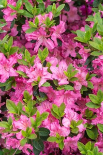 Japanese azalea (Rhododendron 'Kirstin'), Rhodo 2014, Germany