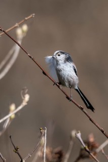 Long-tailed Tit (Aegithalos caudatus) at the nest, North Rhine-Westphalia, Germany