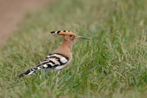 Eurasian Hoopoe (Upupa epops) on field, Austria