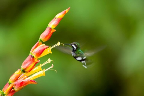Green Thorntail (Discosura conversii) female flying and feeding on flower nectar, Pichincha,