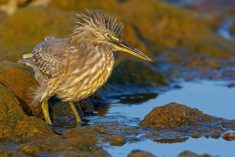 Animals, birds, heron, mangrove heron, (Butorides striatus), foraging in biotope, Quarayyat,