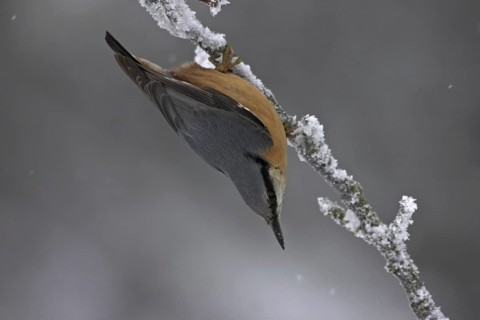 Eurasian Nuthatch (Sitta europaea), Rhineland-Palatinate, Germany