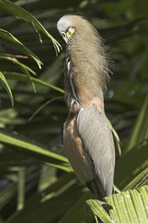Fasciated Tiger Heron (Tigrisoma fasciatum), Costa Rica
