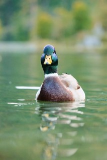 Wild duck (Anas platyrhynchos) male swimming in the water, lake, Bavaria, Germany