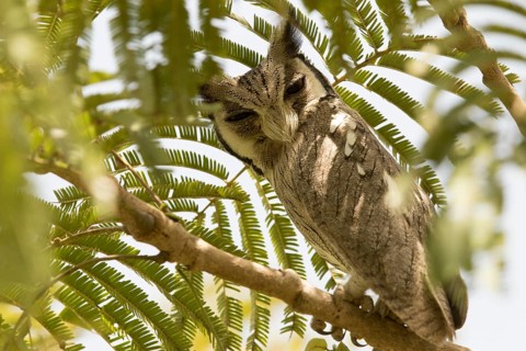 Northern White-faced Owl (Ptilopsis leucotis), Gambia