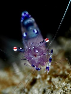 Intense close-up of a shrimp, Saravati anemone partner shrimp (Ancylomenes sarasvati), in a dark