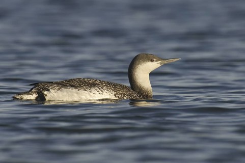 Red-throated Loon (Gavia stellata), California, USA