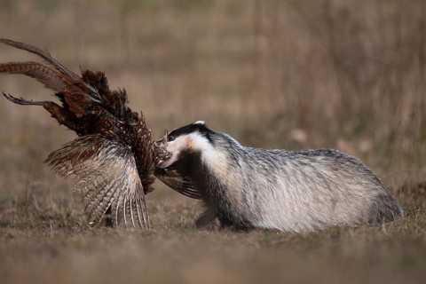 European badger (Meles meles), Bitburg, Rhineland-Palatinate, Germany
