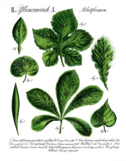 Leaf forms, formae foliorum, from the plant kingdom, reproduction of a historical school painting,