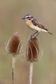 Whinchat (Saxicola rubetra) male perched on Wild teasel (Dipsacus fullonum), Poland
