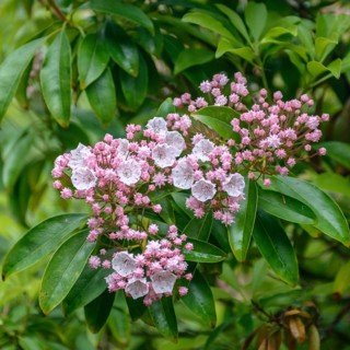 Mountain laurel (Kalmia latifolia), Trengwainton, Great Britain