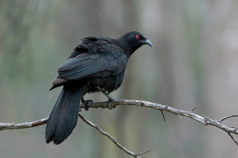 White-winged Chough (Corcorax melanorhamphos), Victoria, Australia