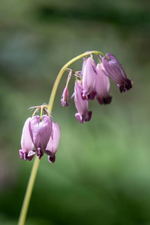 Dwarf heartleaf (Dicentra eximia), Emsland, Lower Saxony, Germany